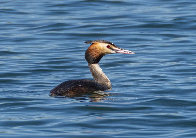 кисловодск, весна, птицы, чомга Чомгаphoto preview
