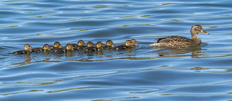 кисловодск, весна, птицы, кряква, утка, утята Кряква с утятамиphoto preview