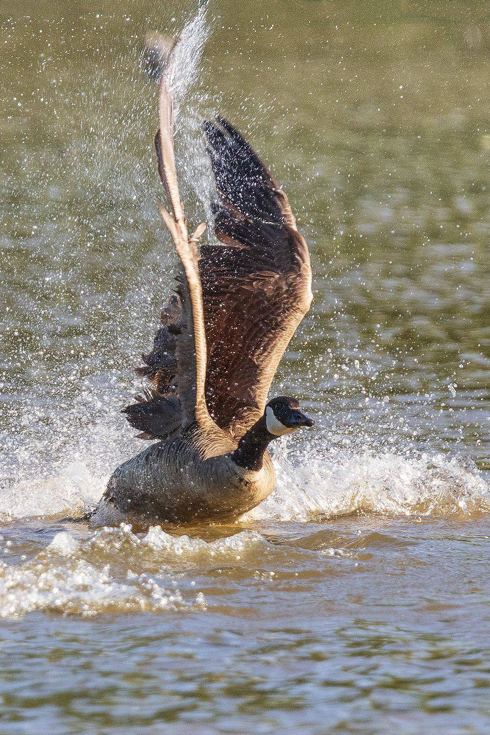 , Леонид Дьяченко