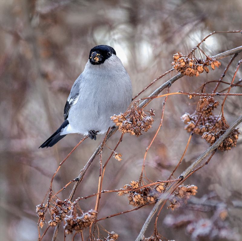 птица, снегирь серый, самец, снегирь серый.photo preview