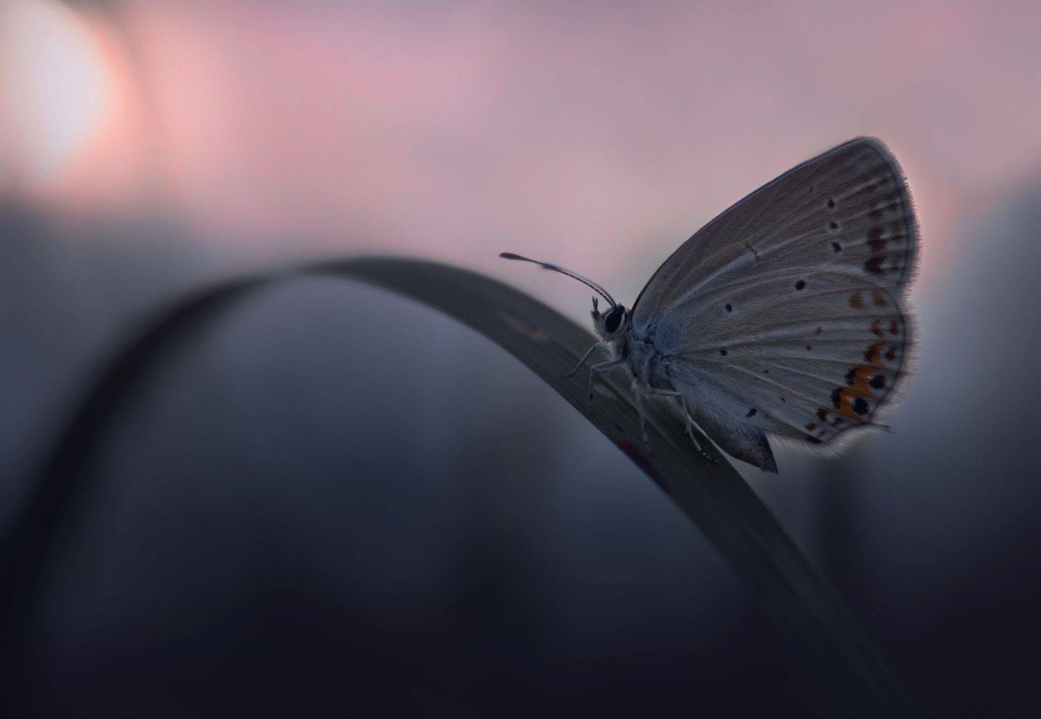 ***. Автор: Баранов Олег , Баранов Олег