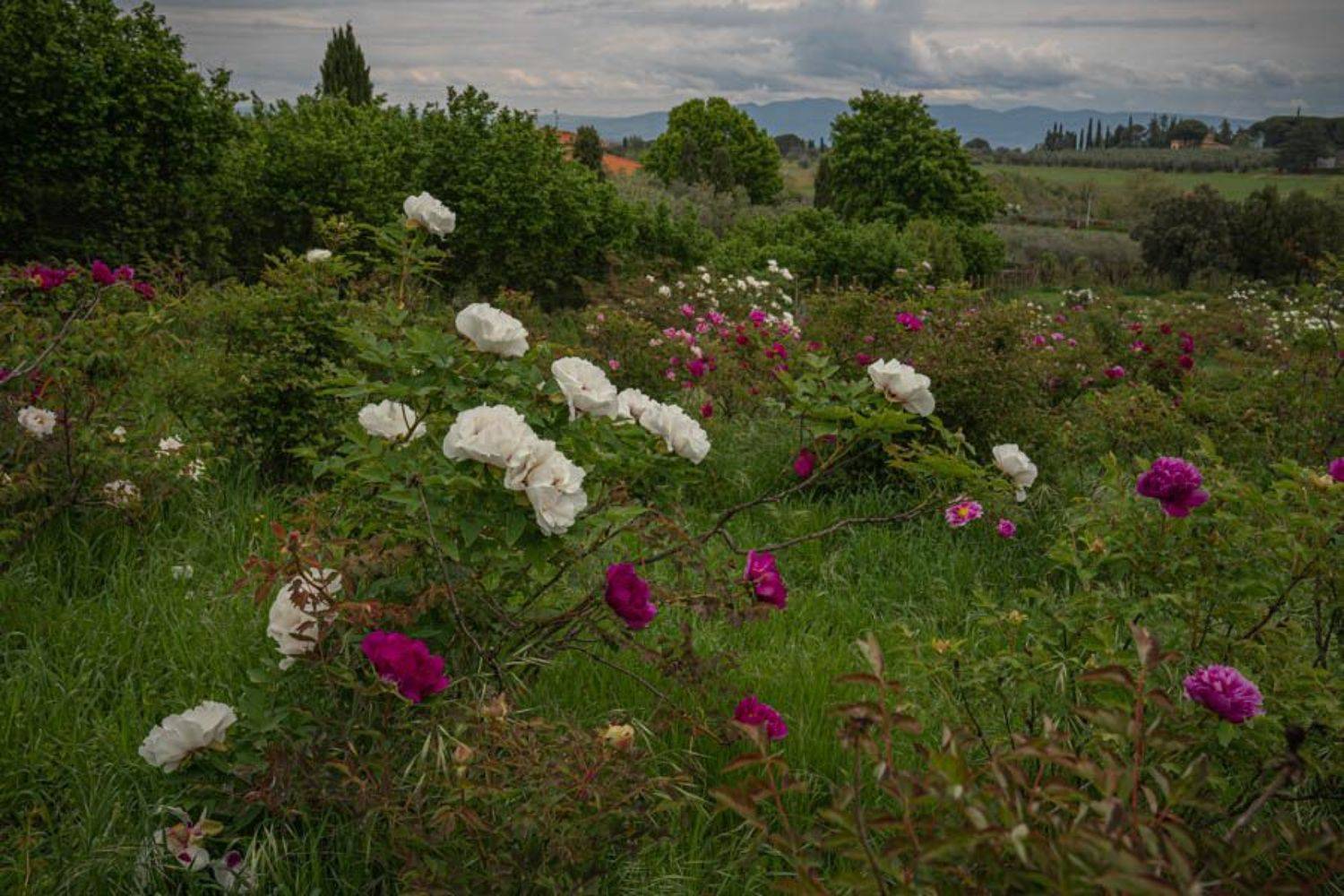 Автор: Максимова Дария , Максимова Дария