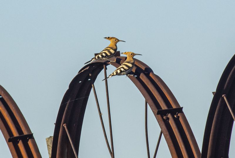 калмыкия. птицы. удод Удодыphoto preview