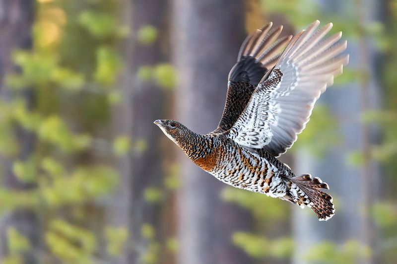 Полет глухарки.photo preview