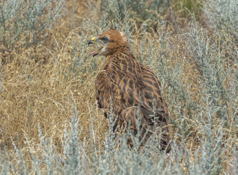 калмыкия. птицы. орел курганник. Подросток курганникаphoto preview