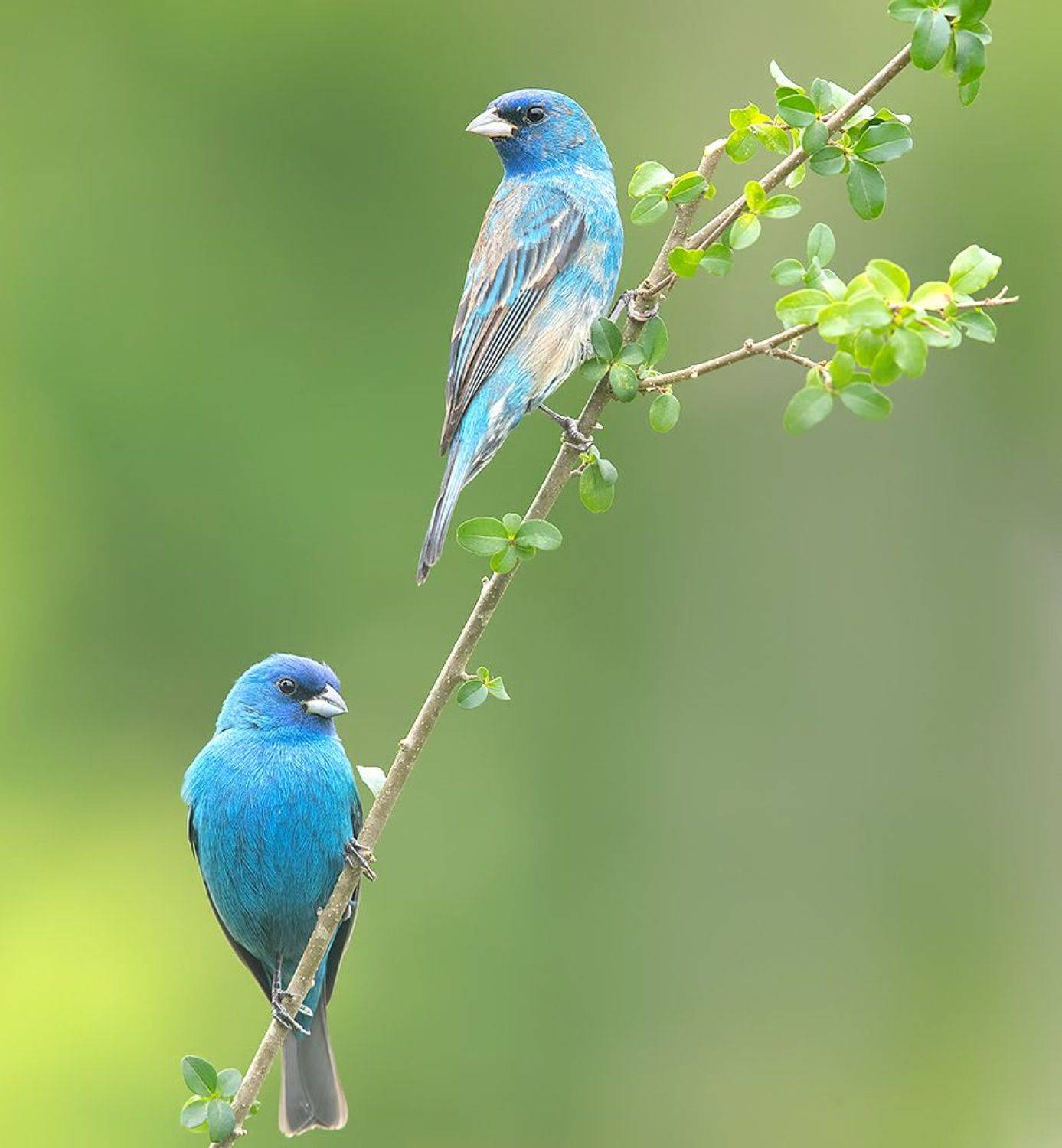 индиговый овсянковый кардинал,indigo bunting, кардинал, весна, Etkind Elizabeth