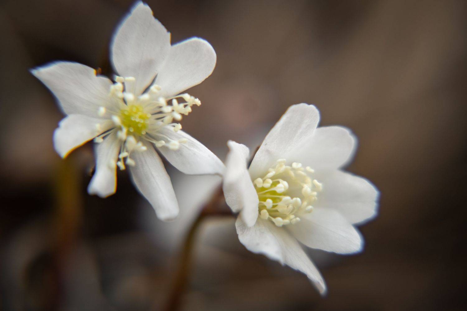 Первые ветреницы. Автор: Наталья Королева Весна цветы ветреница, Наталья Королева
