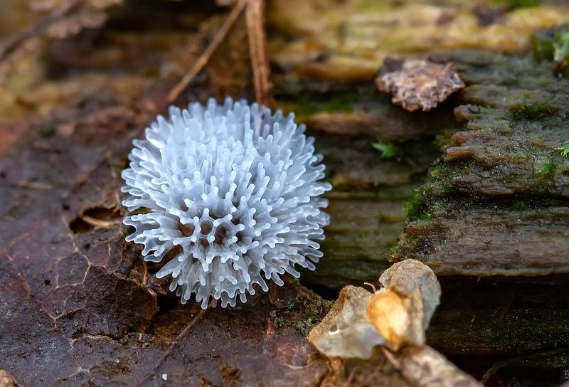 мкисомицеты, ceratiomyxa fruticulosa, лес, опавшие листья, разлагающаяся древесина Инопланетяне уже здесь!photo preview
