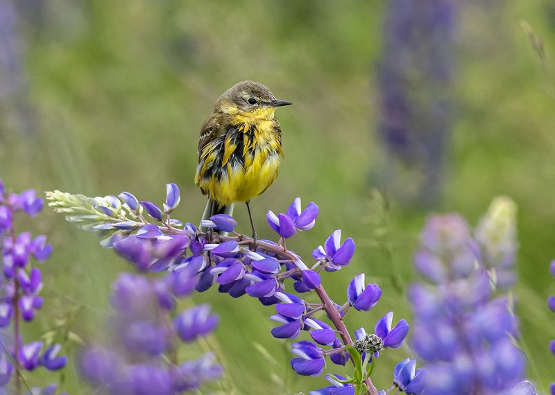 Пернатый хиппиphoto preview