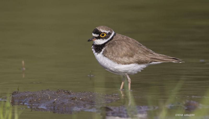 bird of prey, animal, birds, bird,  animal wildlife,  nature,  animals in the wild, little ringed plover, малый зуёк, птицы, птица Little ringed ploverphoto preview