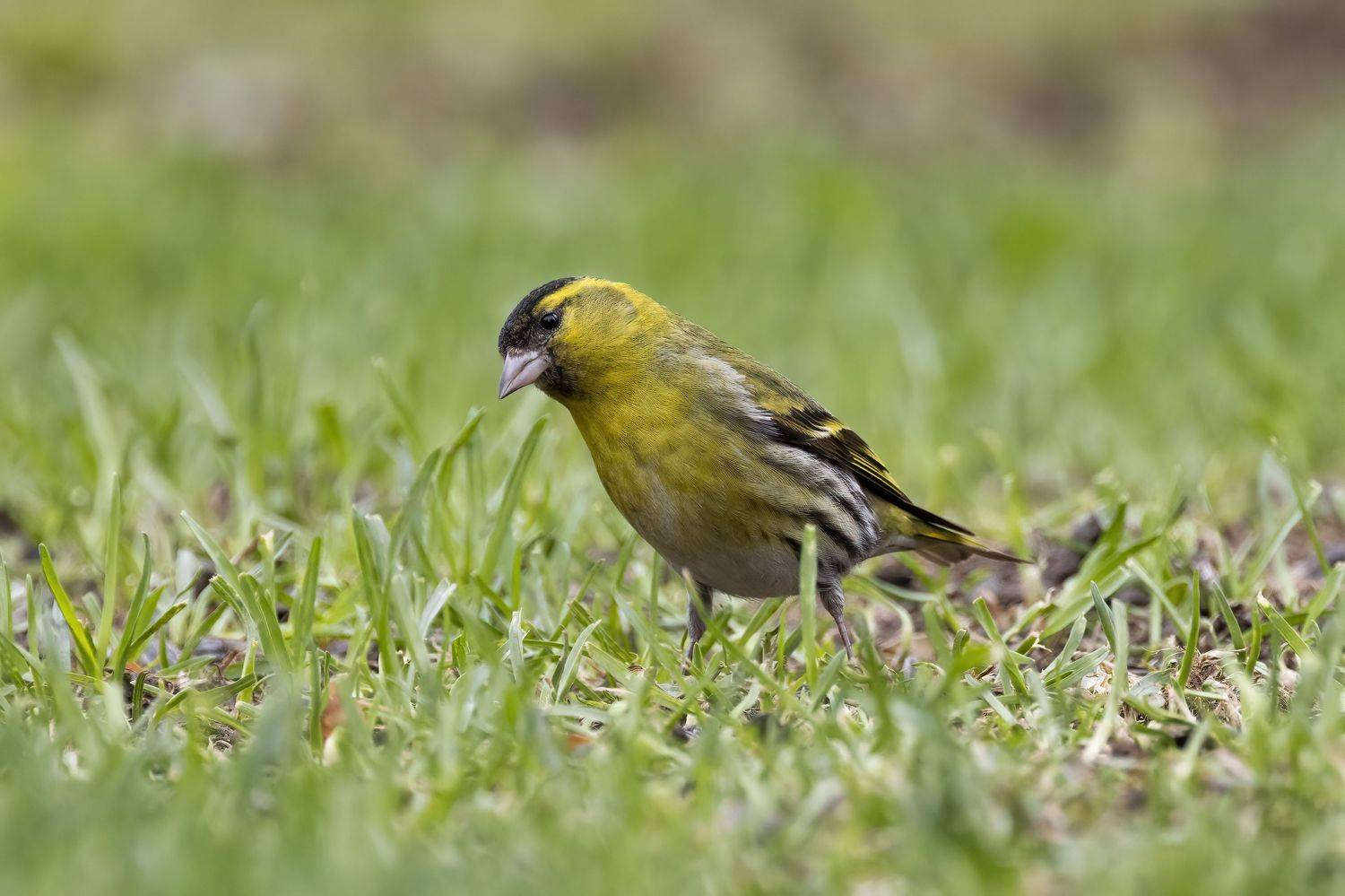 Кто здесь?.... Автор: Пономарев Илья Чиж, Пономарев Илья