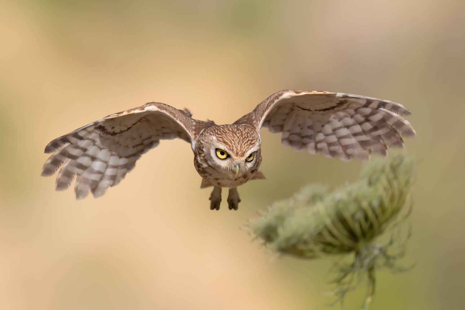 ***. Автор: Фруман Евгений , Фруман Евгений