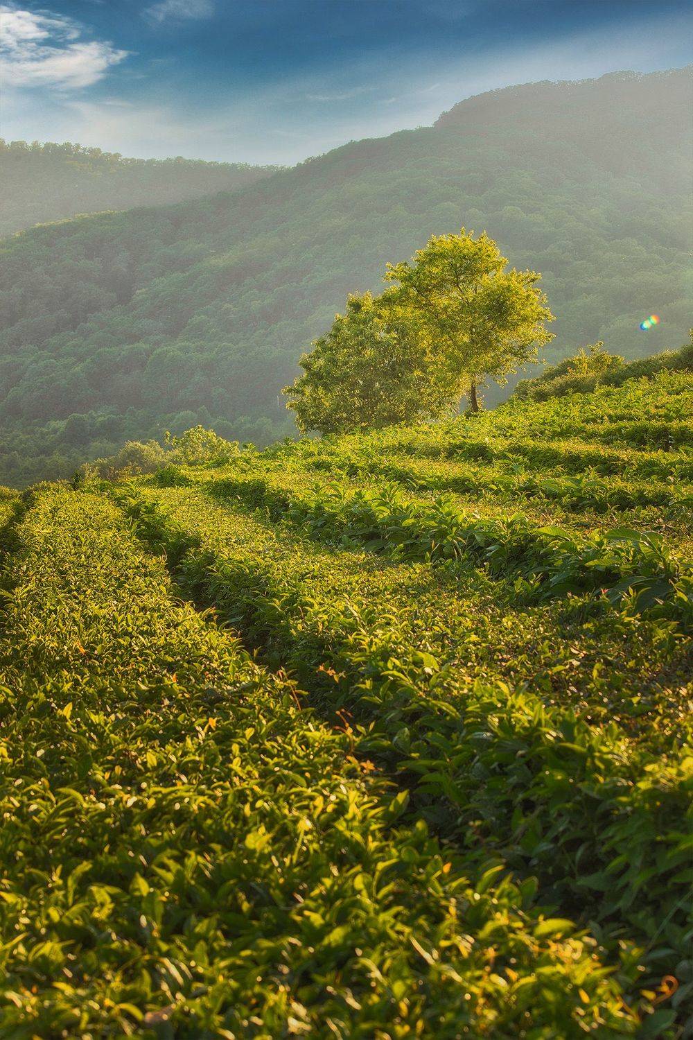 Автор: Аседач Александр , Аседач Александр
