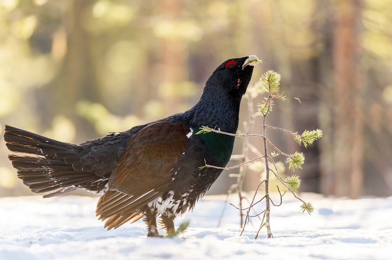 Глухарь на перекусе)photo preview