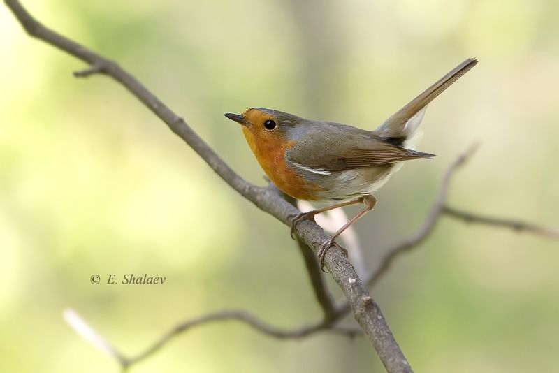birds,european robin,зарянка,птица,птицы,фотоохота,erithacus rubecula Заряночкаphoto preview