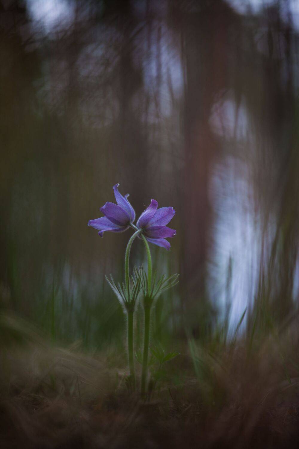 , Викулов Николай