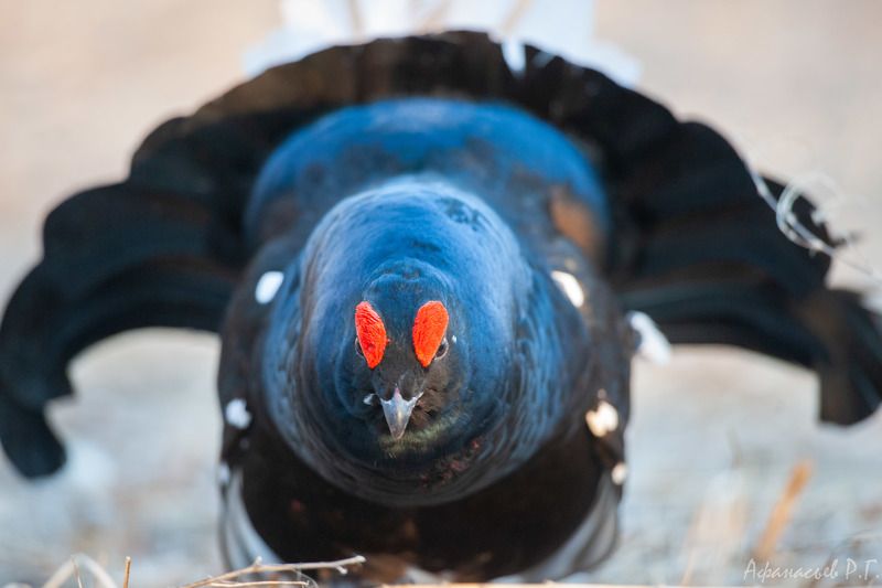 тетерев, хакасия Стальные тетереваphoto preview