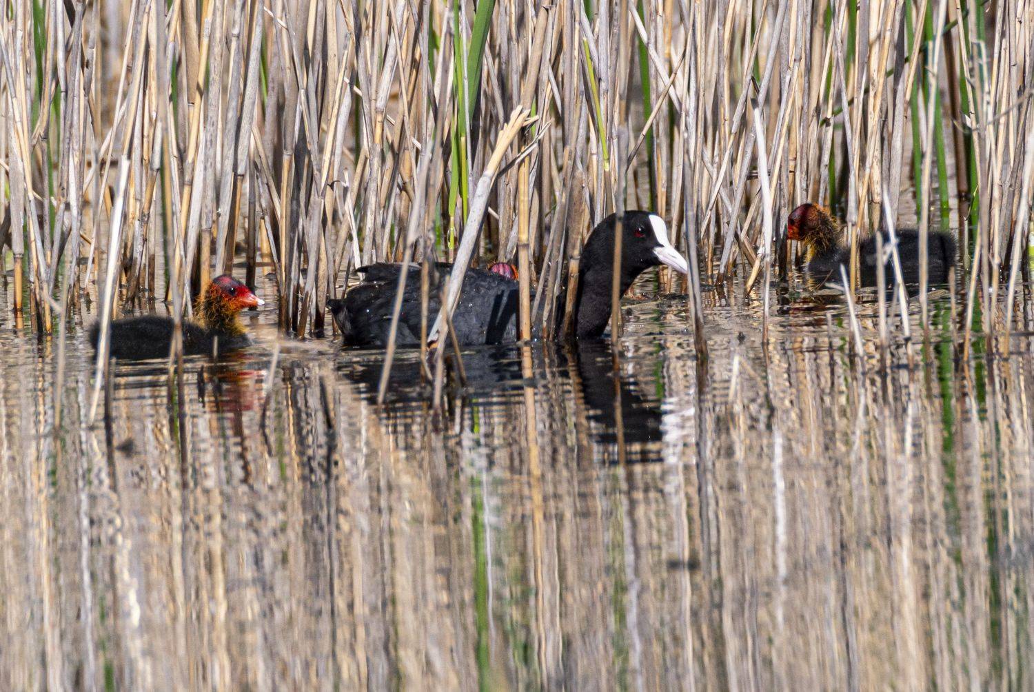 кисловодск, весна, птицы, птенцы, лысуха, Савчук Сергей