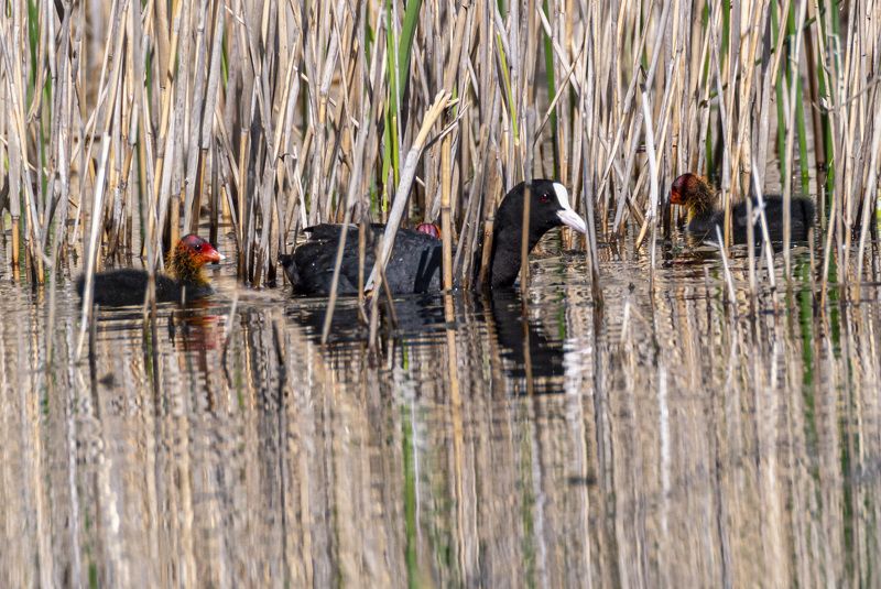 кисловодск, весна, птицы, птенцы, лысуха Лысуха с птенцамиphoto preview