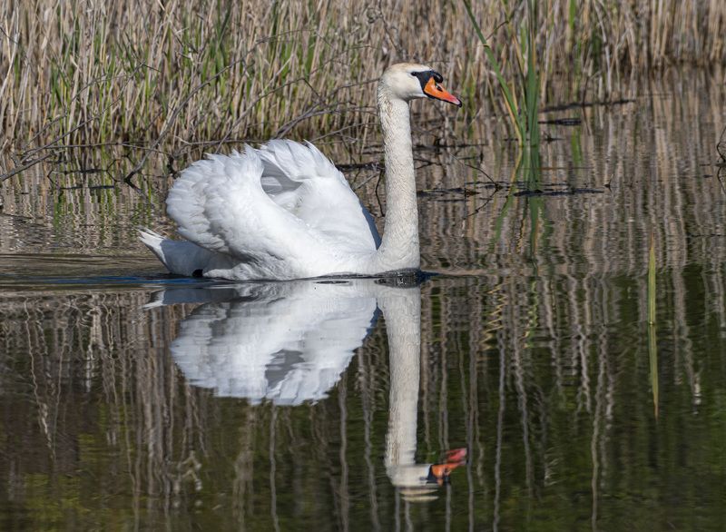 кисловодск, весна, птицы, лебедь-шипун, лебедь Майское утроphoto preview