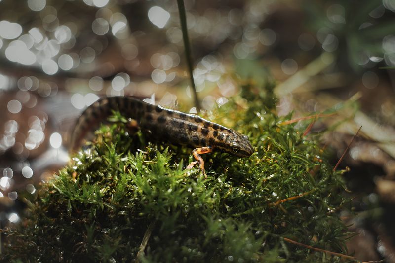 тритоны обыкновенные природа лес водоём гелиос-44 макро макрокольца боке солнечный свет Тритоны обыкновенные (Lissotriton vulgaris)photo preview