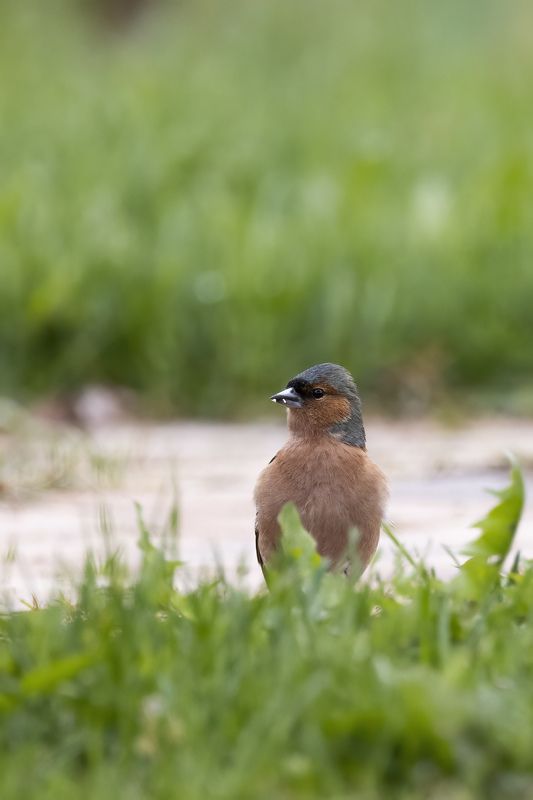 Зяблик Часовойphoto preview