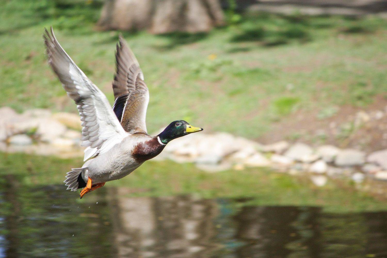 В добрый путь.. Автор: КарОл , КарОл
