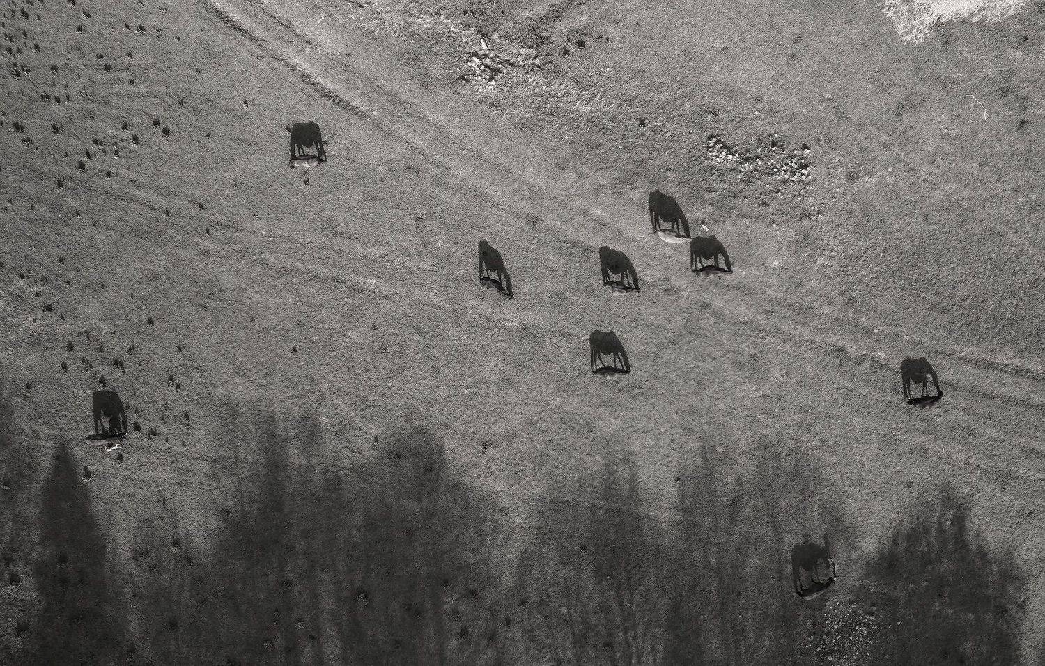 , Пирог Борис