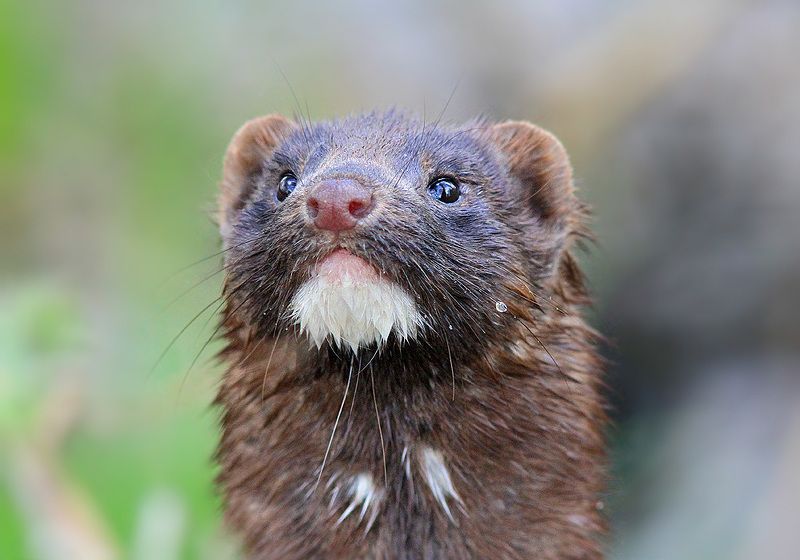 Норкаphoto preview