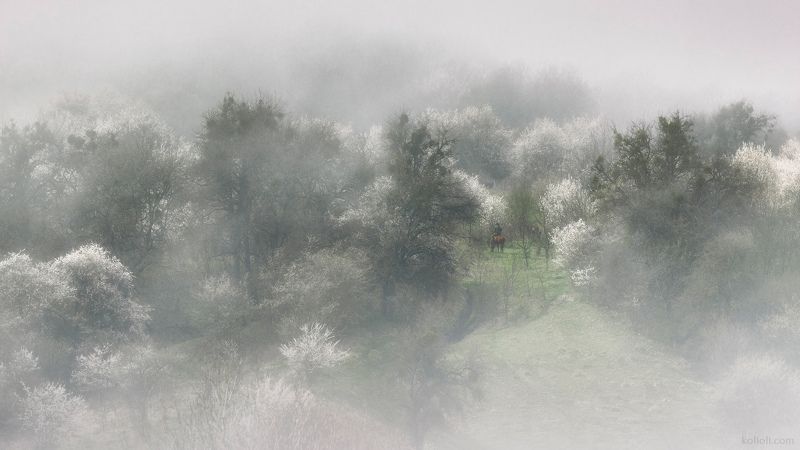 туман, лес, весна, краснодарский край, апрель Светлые туманы раннего апреляphoto preview