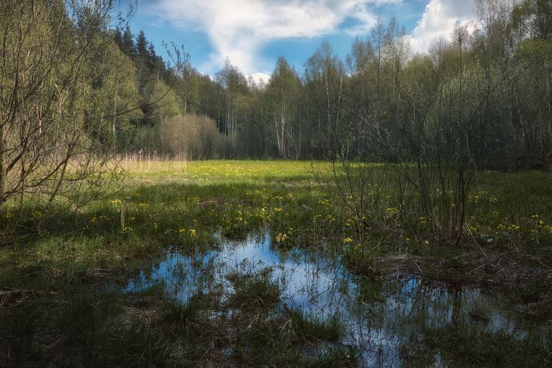 лес, весна, деревья, пейзаж, forest, woodland, trees, landscape, spring В весеннем лесуphoto preview