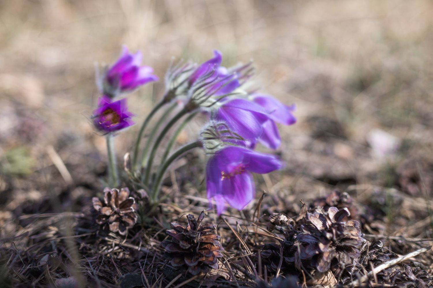 , Чудинин Дмитрий