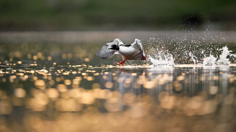 Крохаль.photo preview