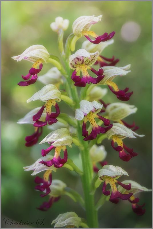 Orchis × callianthaphoto preview