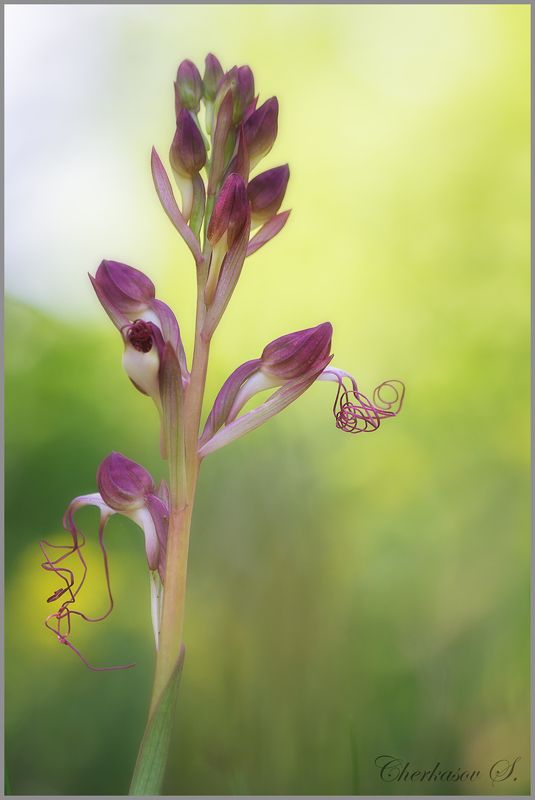 Himantoglossum comperianumphoto preview