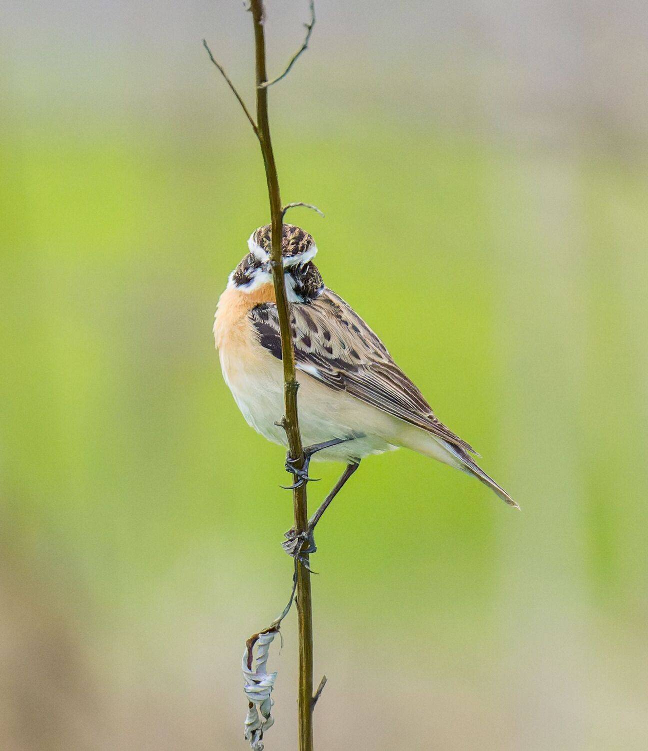 ***. Автор: Дэм Константин , Дэм Константин