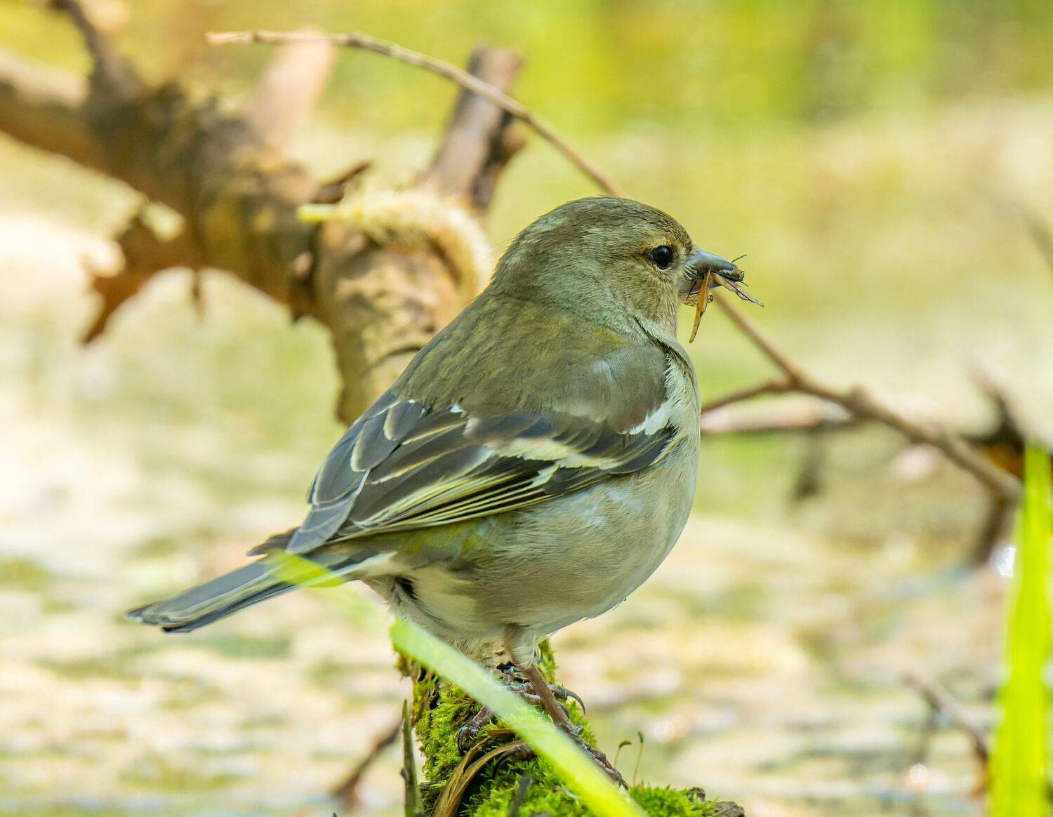 ***. Автор: Дэм Константин , Дэм Константин