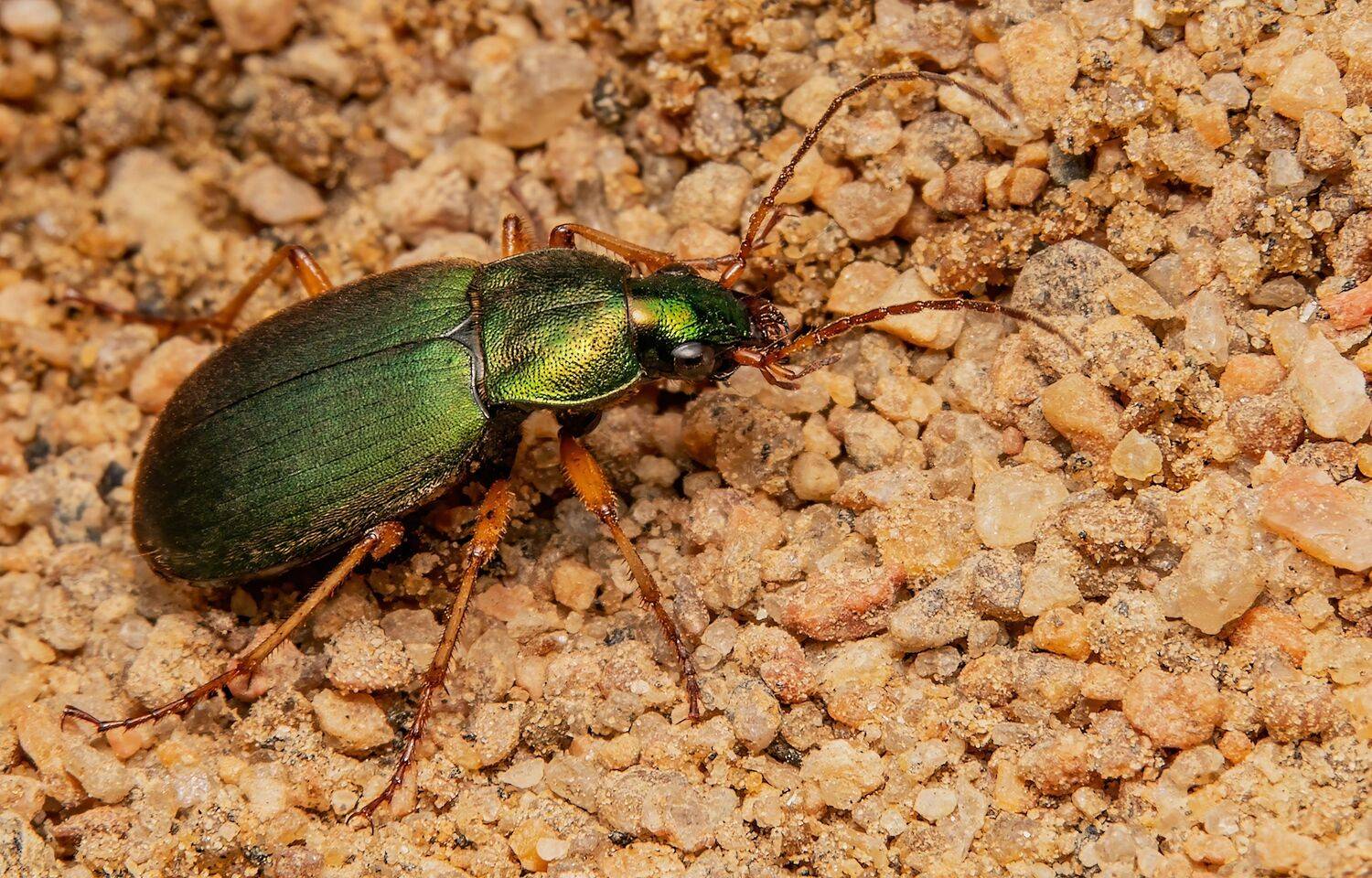 coleoptera, insect, macrophoto, insect_lovers, insectphoto, beetle, nature, Stephane