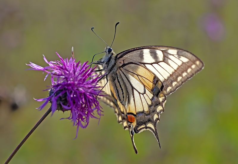 Завтрак махаонаphoto preview