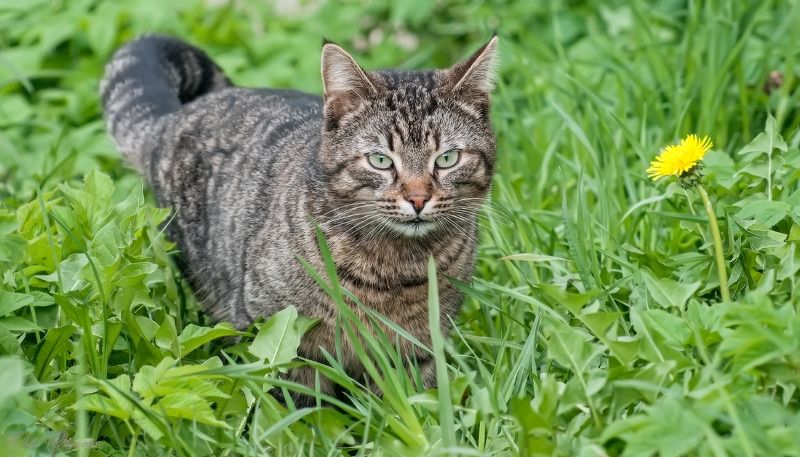 Крадусь...photo preview