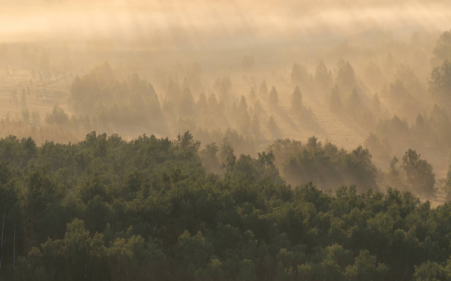 , Ватрушкин Максим
