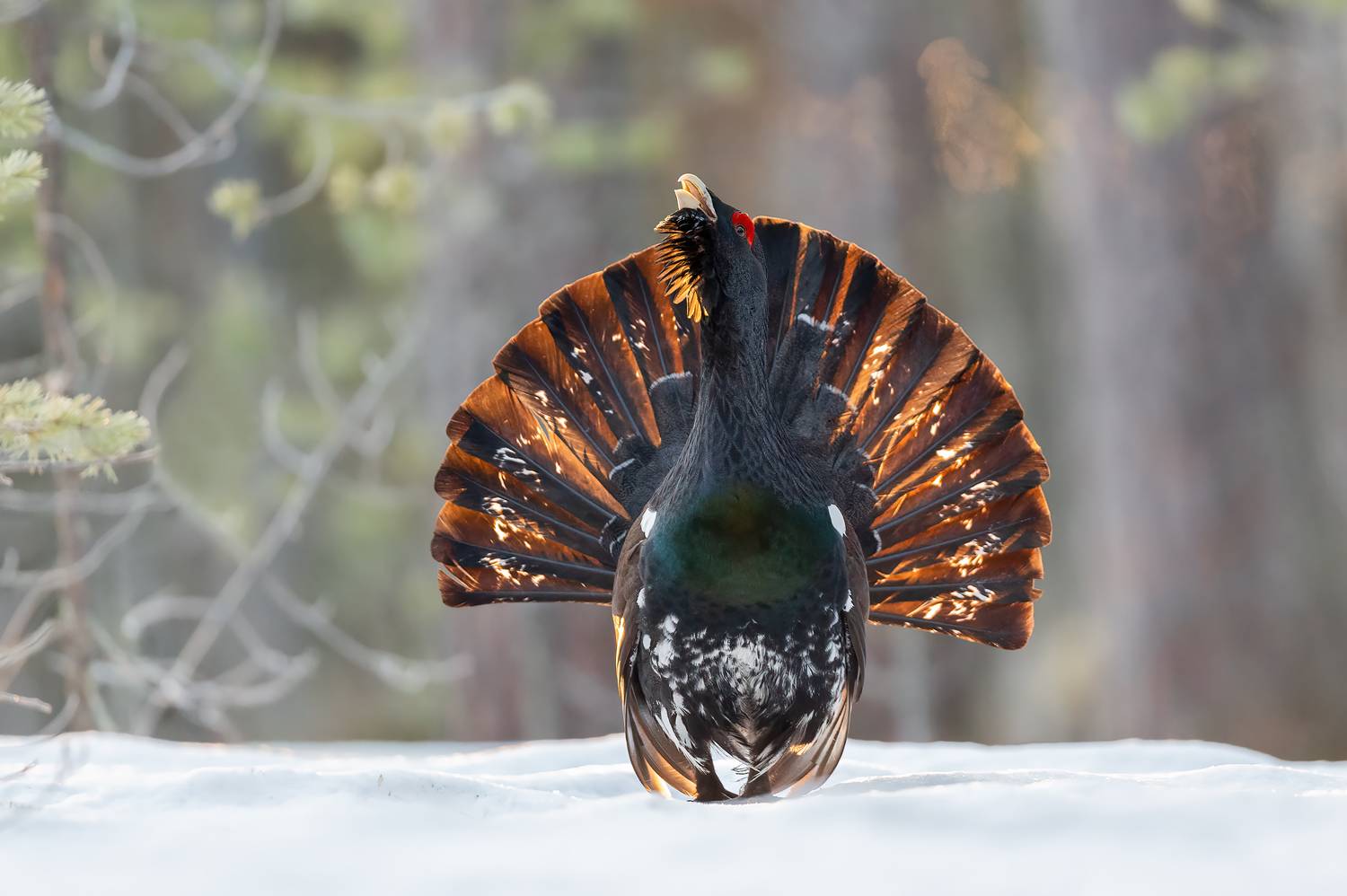 Глухарь.. Автор: Калинин Михаил , Калинин Михаил