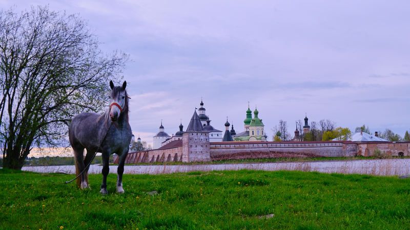 Серый в яблокахphoto preview