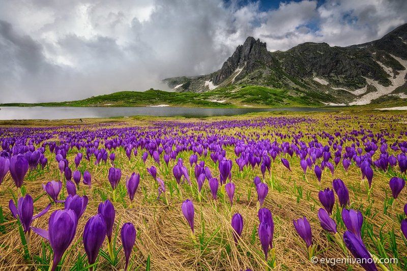 Field of crocusesphoto preview