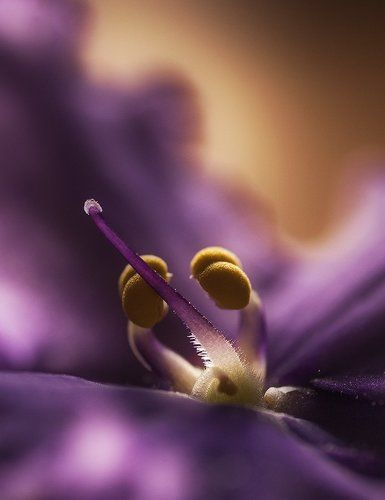 Children of Nature