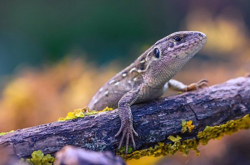 Суровый взгядphoto preview