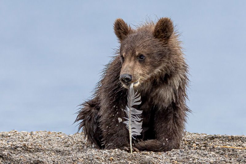 Бурый ученик.photo preview