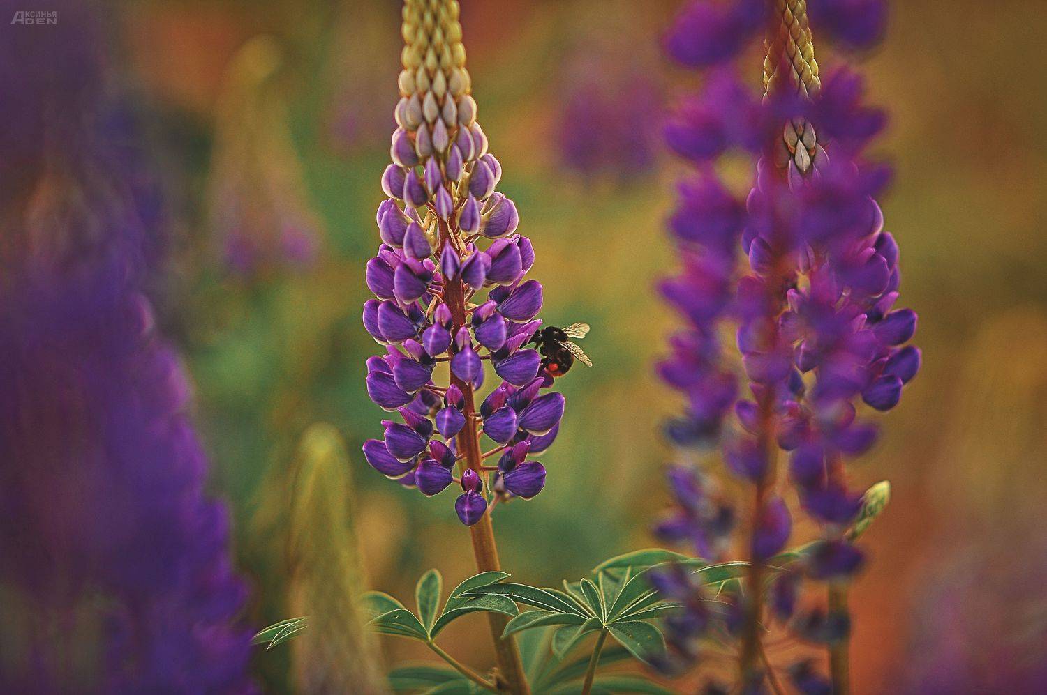 Автор: Денисова Аксинья , Денисова Аксинья