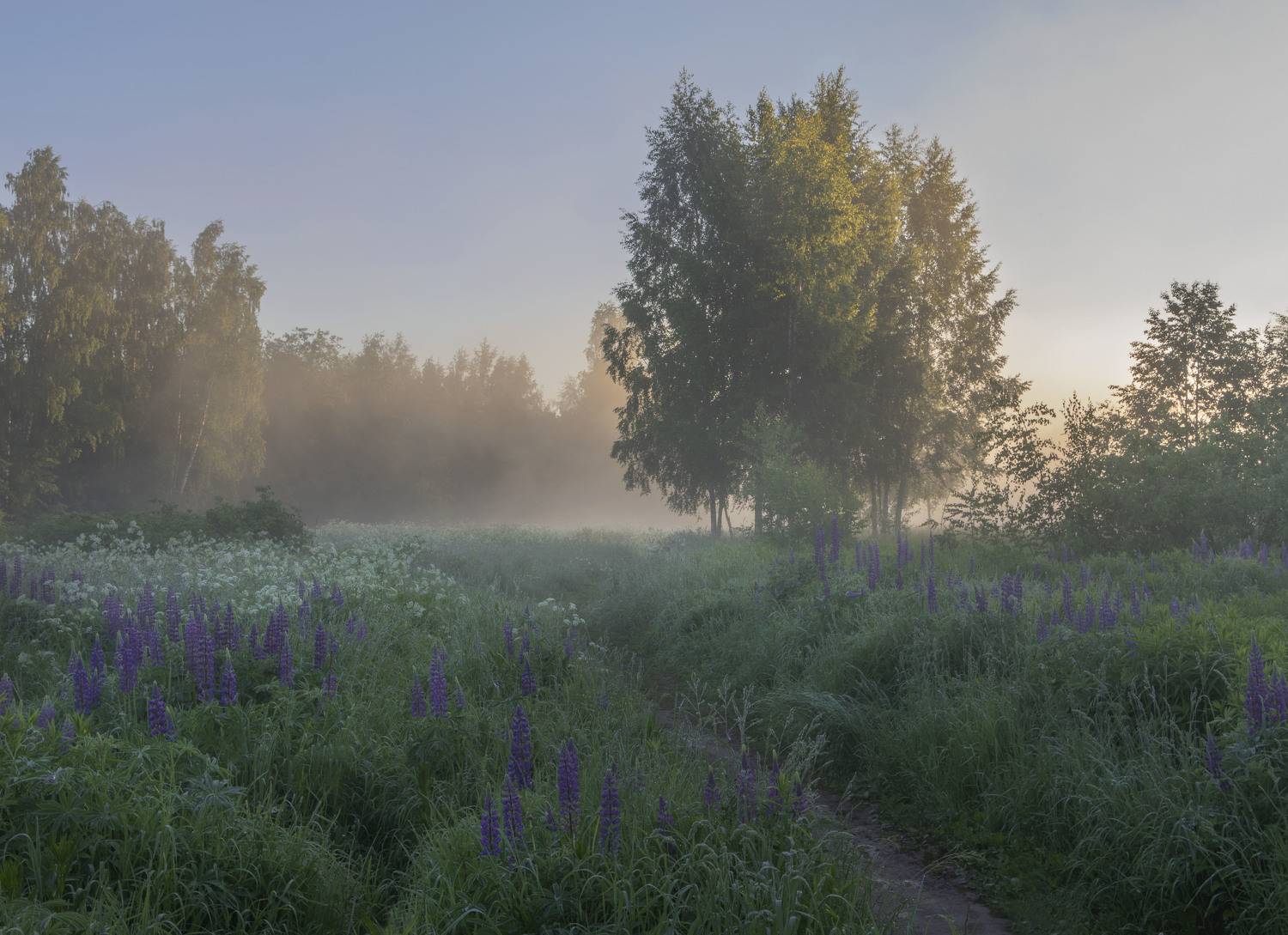 цветы, природа, туман, Olga Bonina