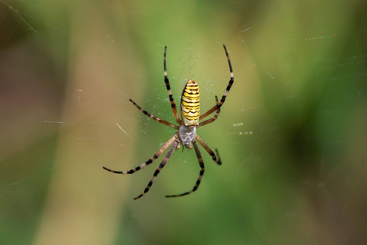 Argiope bruennichi. Автор: Сторчилов Павел Argiope bruennichi, spyder, volgograd, russia, macro, , Сторчилов Павел
